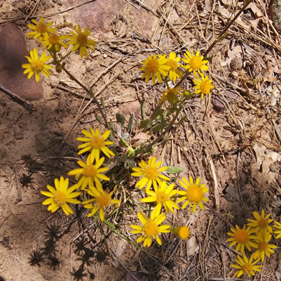 New Mexico Groundsel (Packera neomexicana)