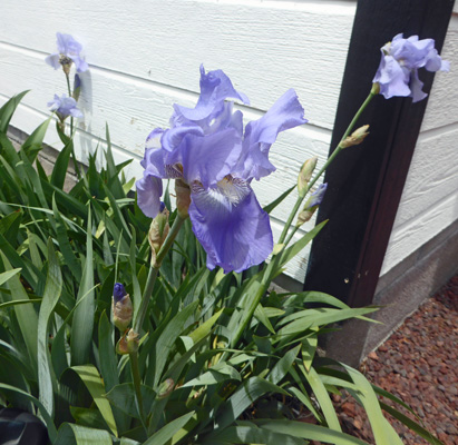 blue bearded iris.