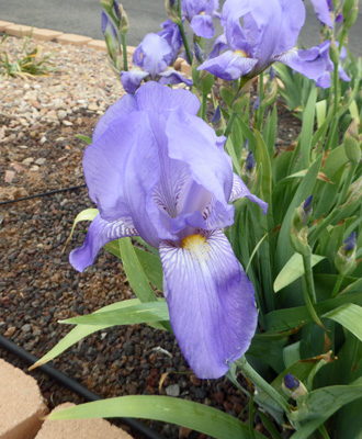 Light blue bearded iris
