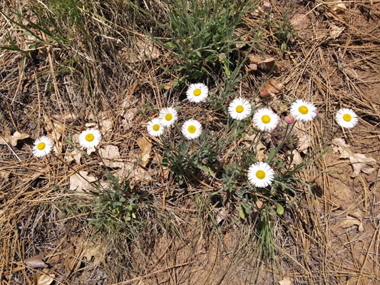 Running Fleabane (Erigeron tracyi)