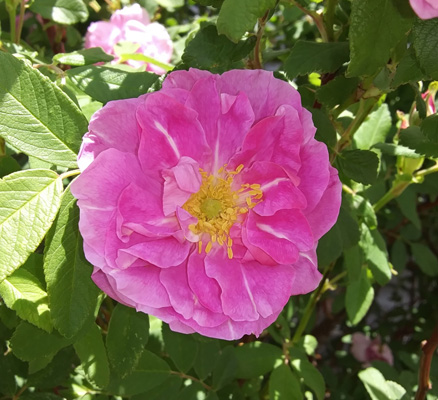 Rugosa rose