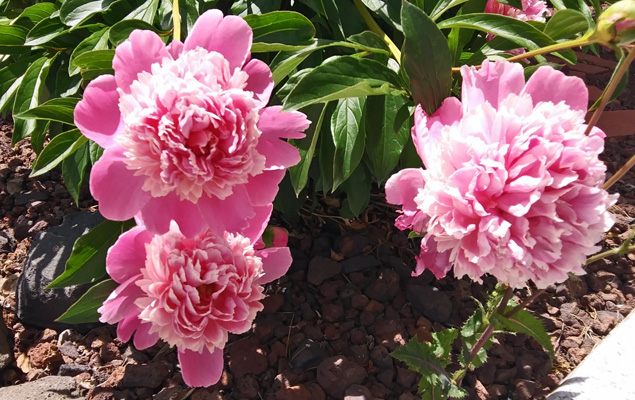 peonies