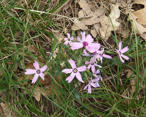 Showy Phlox (Phlox speciosa)