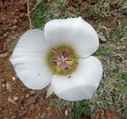 Winding Mariposa Lily (Calochortus flexuosus)