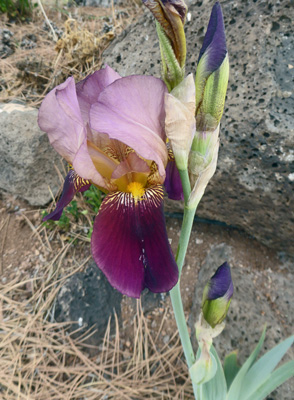 Bearded iris