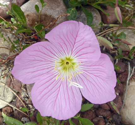 Showy Evening Primrose (Oenothera speciose)