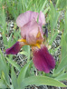 Bearded Iris