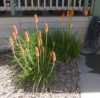 Red Hot Poker