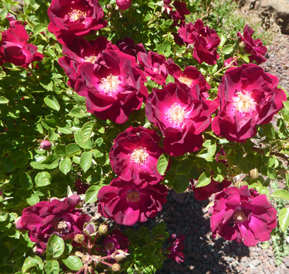 red roses