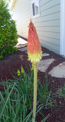 Red Hot Poker