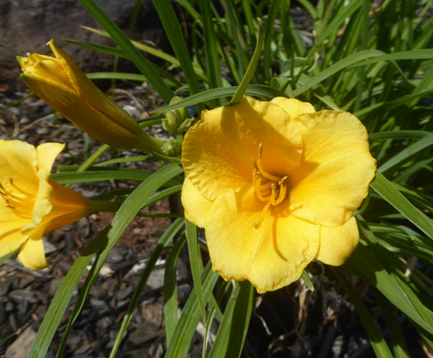 Stella del Oro daylilies