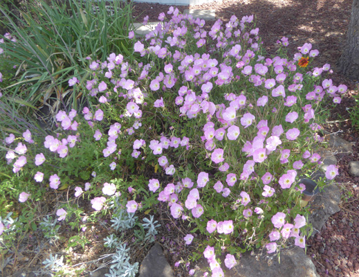 Showy Evening Primrose