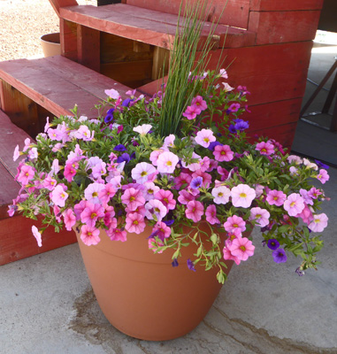 Calibrachoa pot