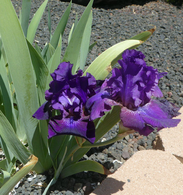 Bearded irises