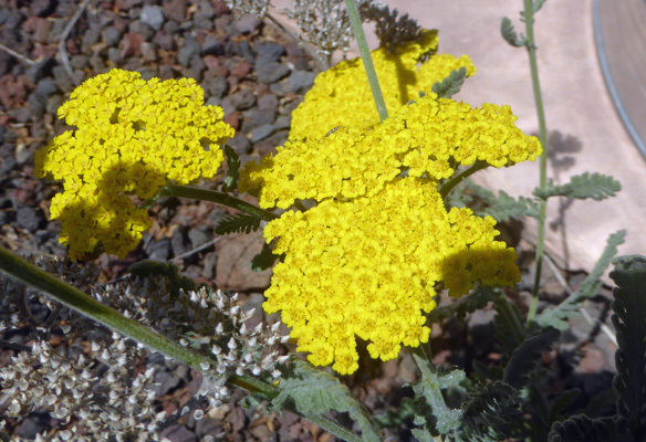 yarrow