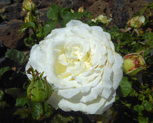 white rose