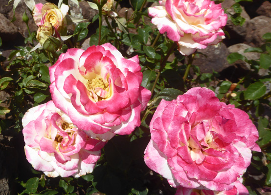 red and white roses