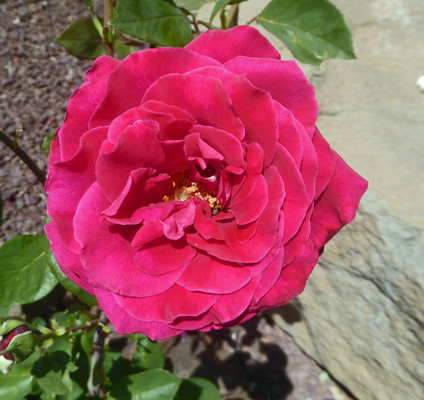 red rose