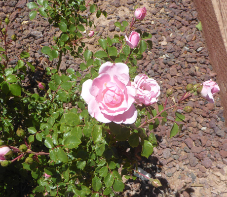 pink mini rose