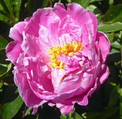 peony