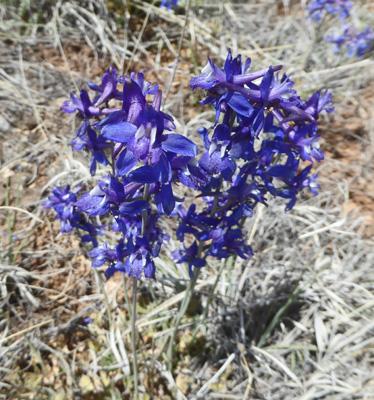 Upland Larkspur (Delphinium nuttallianum)