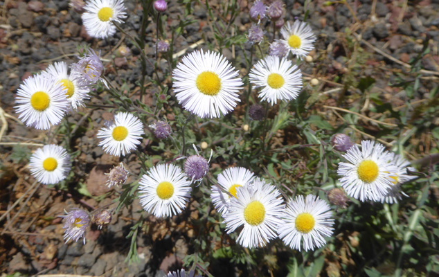 tidy fleabane (Erigeron concinnus)