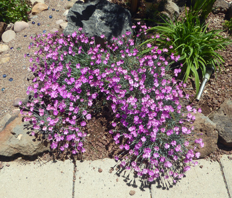 dianthus