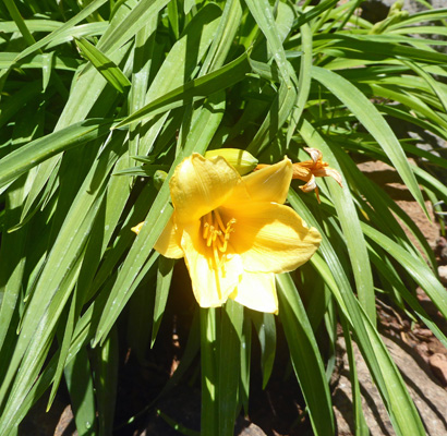 daylily