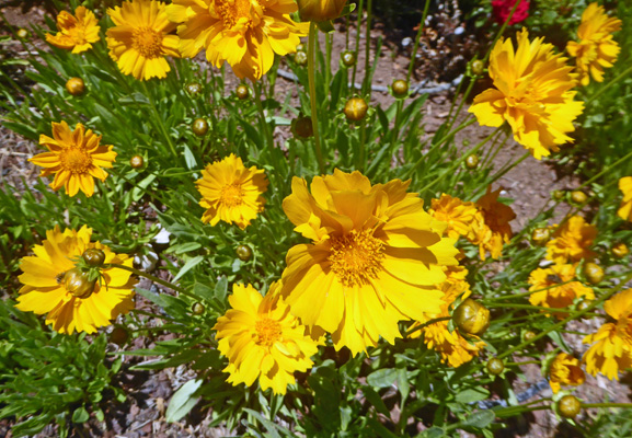 coreopsis