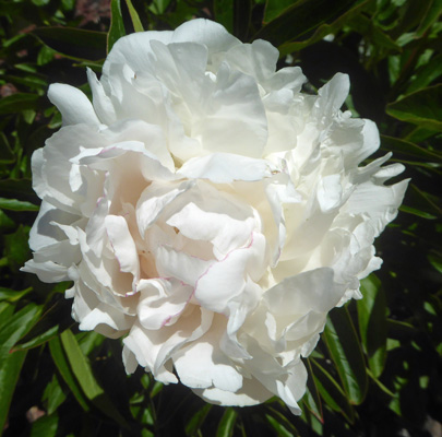 white peony