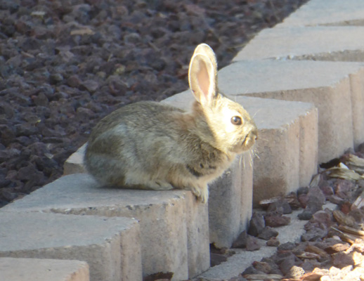 bunny