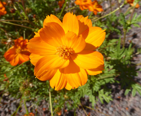 Orange coreopsis