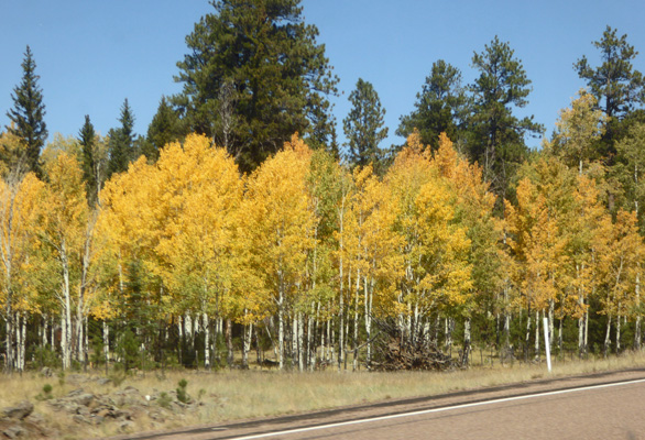 Yellow aspens