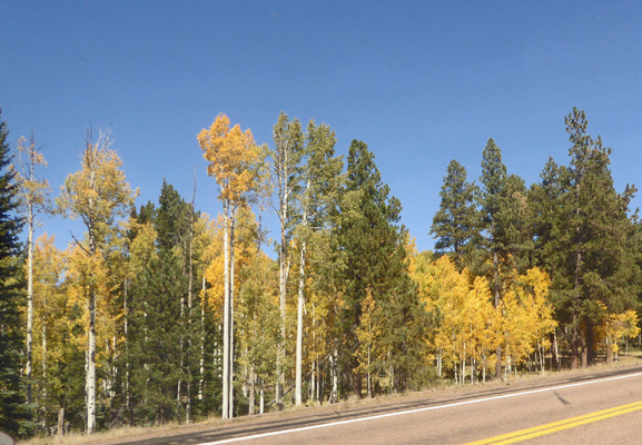 Yellow aspens