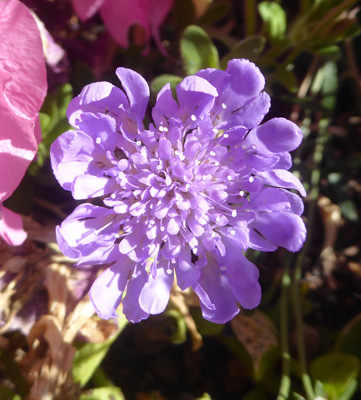 pincushion flowers (scabiosa)