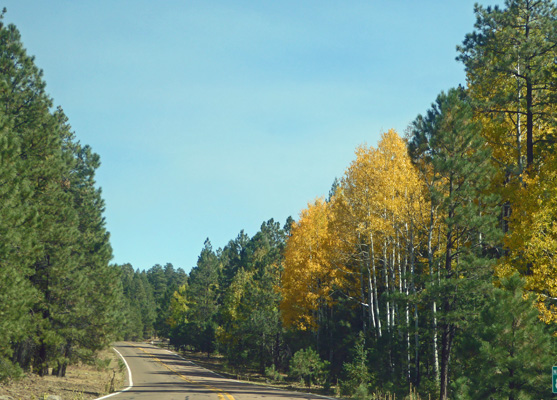 Yellow aspens