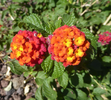 Lantana