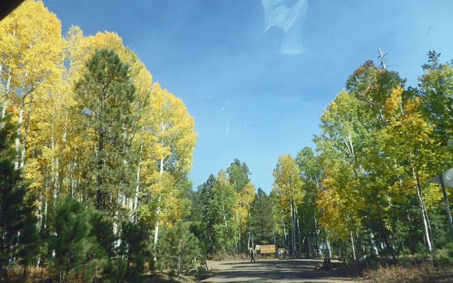 Yellow aspens