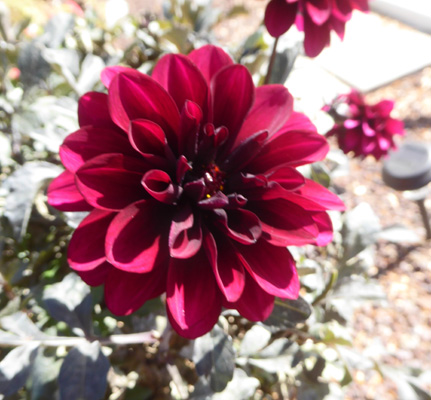 Burgundy dahlia