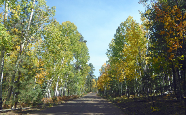 Yellow aspens