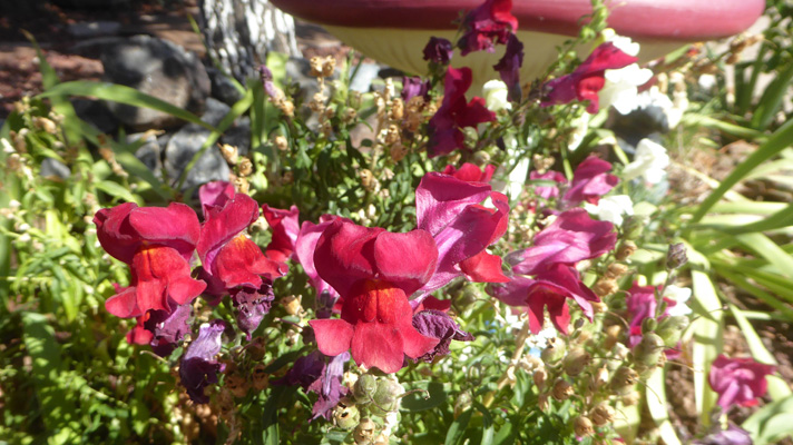 red snapdragon