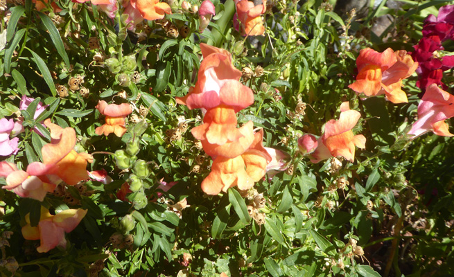 Orange snapdragons