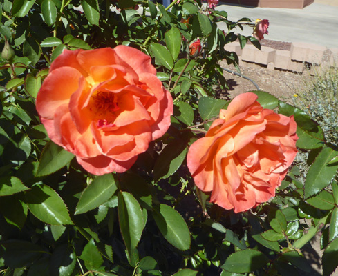 orange roses