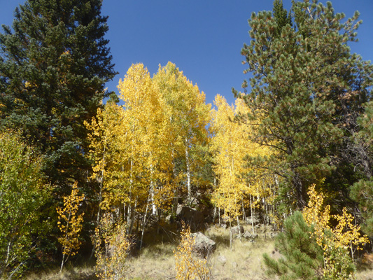 Yellow aspens