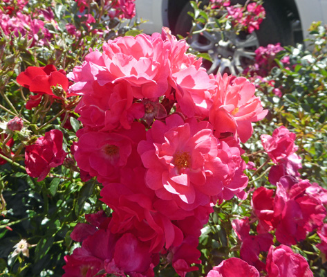 red roses