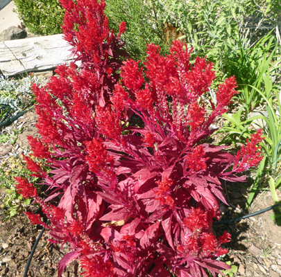 Red celosia