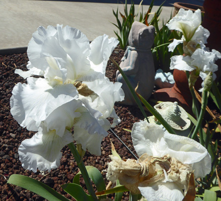 White bearded iris