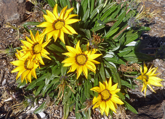 yellow gazanias