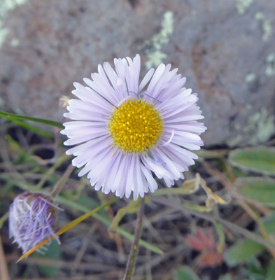 Spreading Fleabane (Erigeron divergens)