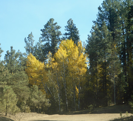 Yellow aspens